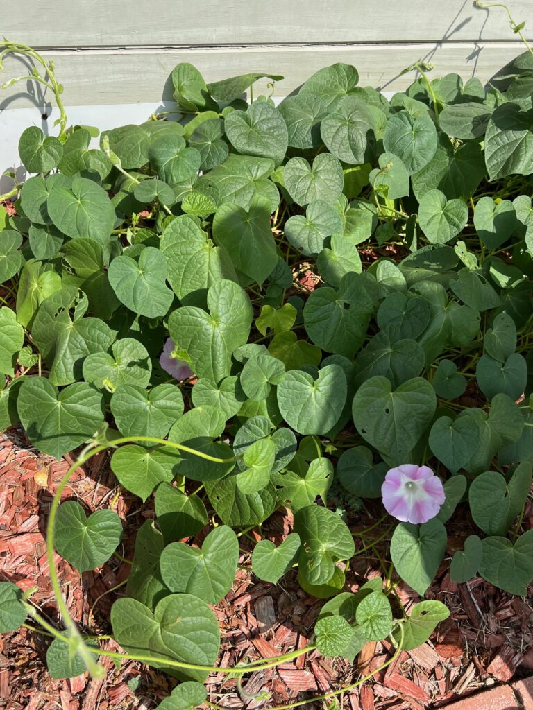 Flower Vine