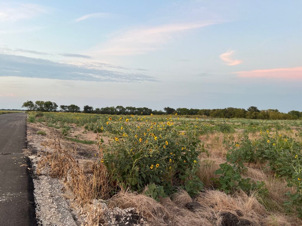 sunflower field